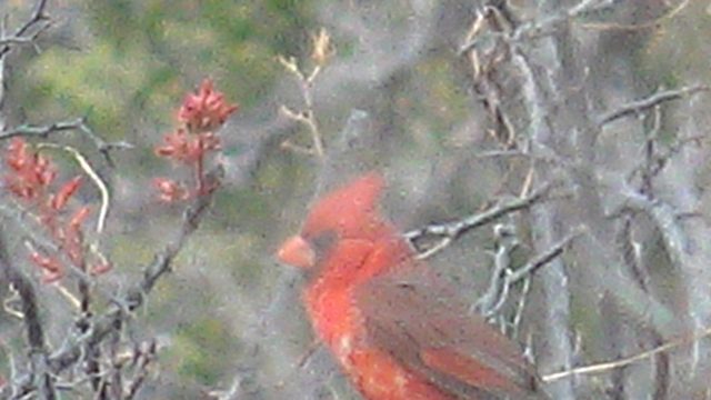 Red Cardinal Perched on a Thorny Branch