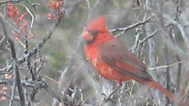 Red Cardinal Perched on a Tree Branch
