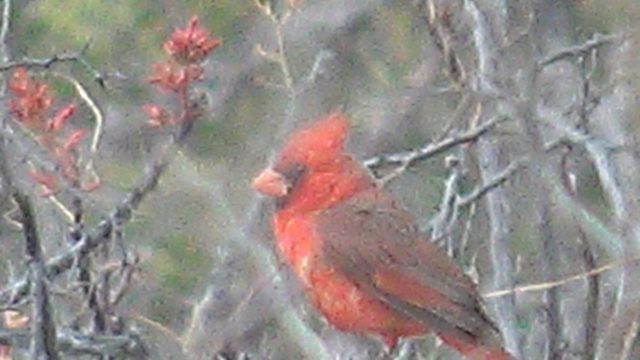 Red Cardinal Perched on a Tree Branch with Subtle Head Movements