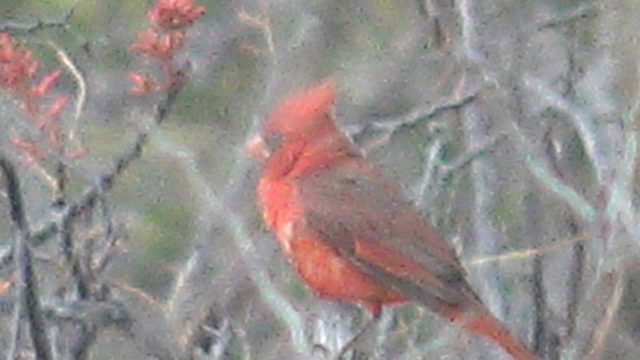 Red Cardinal Bird Perched on a Tree Branch