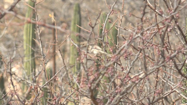Small Bird Moving on Desert Bush with Cacti