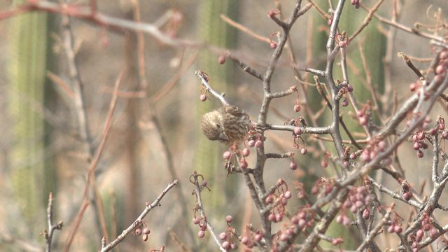 Small Bird Feeding on Berries in Desert