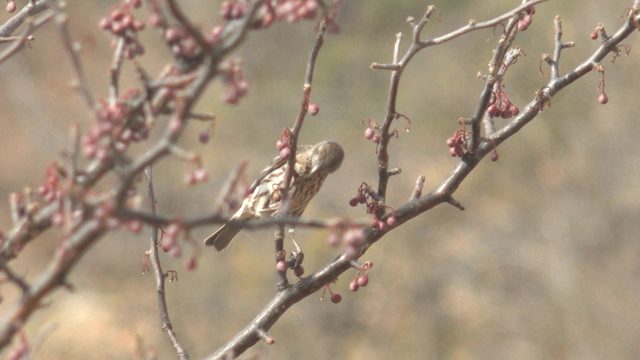 Small Bird Feeding on Berry-Laden Branch