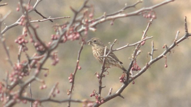 Small Bird Perched on a Budding Branch