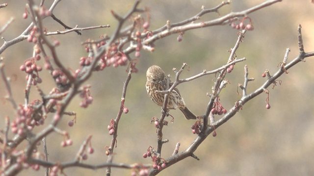 Bird Pecking at Pink Tree Buds on a Branch