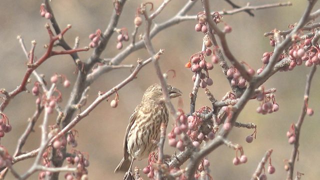 Small Bird Pecking at Berries on a Tree Branch