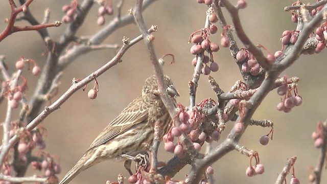 Small Bird Feeding on Berries in a Tree