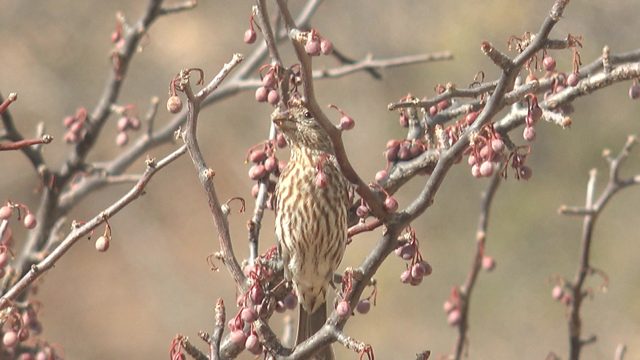 Small Striped Bird Perched on Berry-laden Branch
