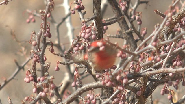 Red Bird Foraging on Thorny Tree
