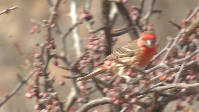 Red Bird Feeding on Tree Fruits