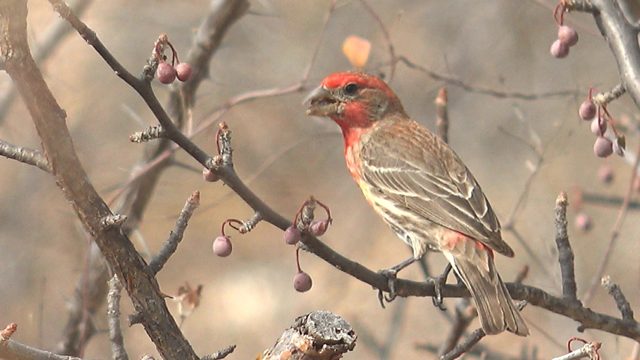 Red-Headed Finch Feeding on Tree Berries