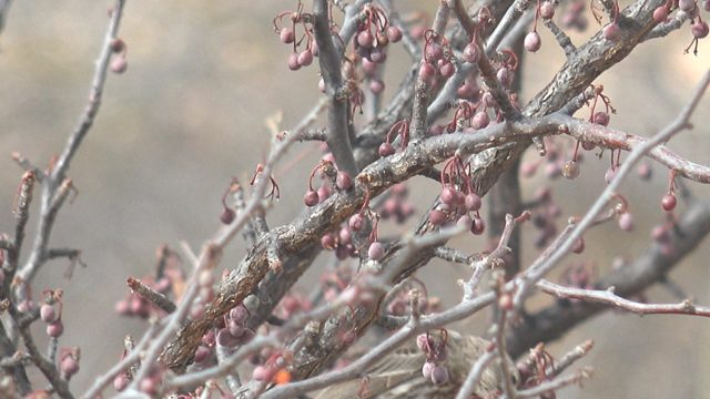 Sparrow Perched on Berry-Laden Branch