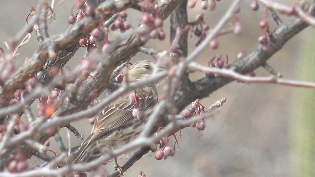 Bird Pecking at Berries on a Tree Branch