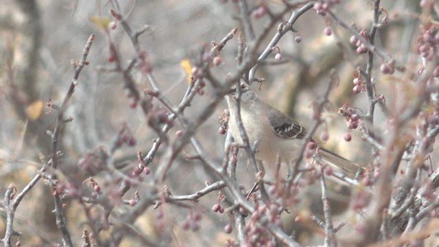 Small Bird Perched on a Blossoming Branch