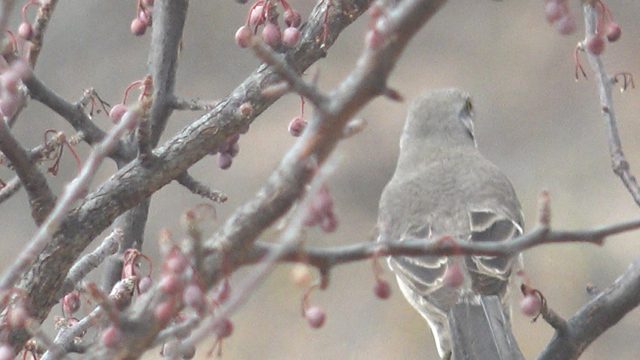 Gray Bird Perched on a Branch with Pink Berries, Head Rotating