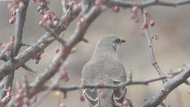 Gray Bird Perched on Berry-Laden Branch