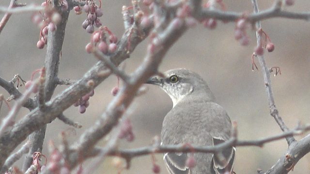 Bird Perched on a Branch with Pink Berries