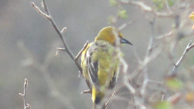 Yellow Bird Perched on a Branch, Head Movements