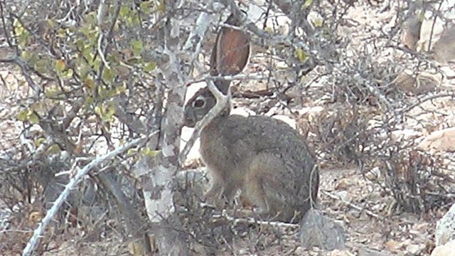 Rabbit in Dry Scrub, Head Movements