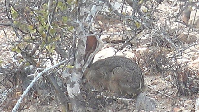 Rabbit Nibbling Leaves in Arid Shrubland