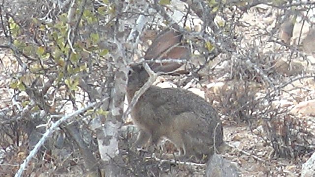 Rabbit Foraging Among Dry Bush Branches