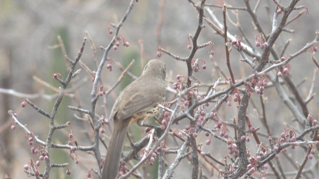 Bird Pecking at Berries on a Tree Branch
