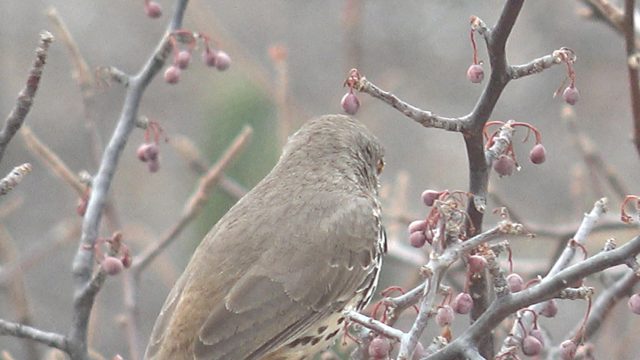 A Bird Perched on a Branch with Pink Berries