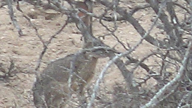 Jackrabbit Foraging in Desert Scrub