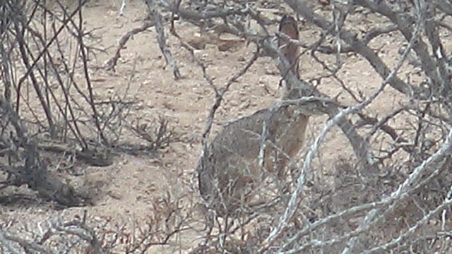 Rabbit Foraging Among Dry Desert Shrubs