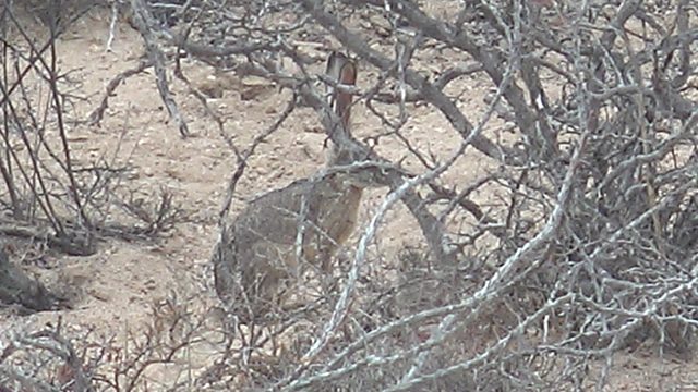 Jackrabbit Partially Hidden Among Dry Branches