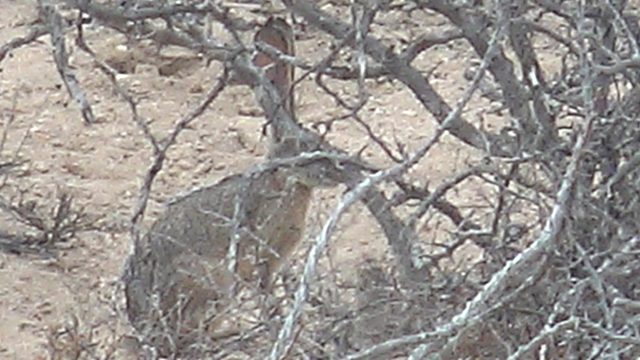 Desert Rabbit Foraging Among Dry Branches