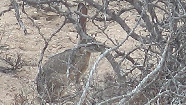 Jackrabbit Partially Hidden by Dry Bushes