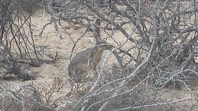 Jackrabbit Foraging Among Dry Desert Shrubs