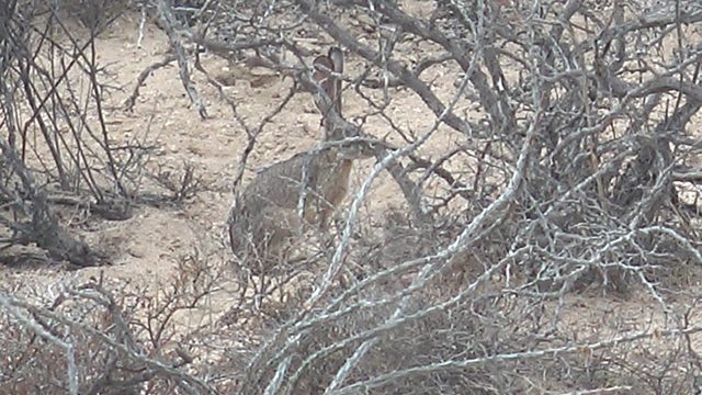 Desert Rabbit Hiding Among Dry Bushes