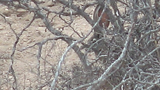 Small Animal Moving Through Dry Desert Shrubs