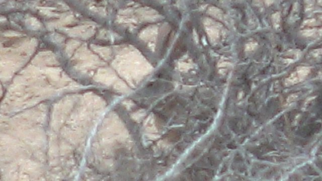 Rabbit Hiding in Dry Bushes on Sandy Ground