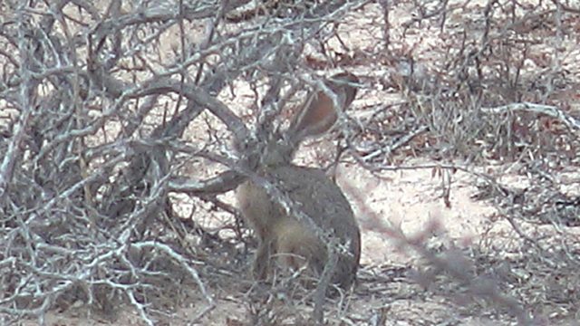 Rabbit with Ears Moving in Dry Bushes
