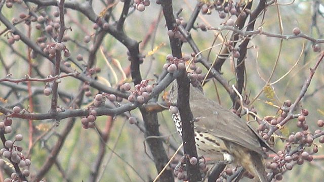 Thrush Eating Berries From a Tree Branch