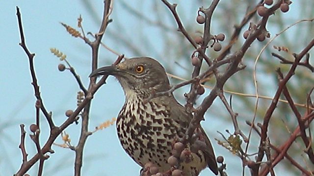 Spotted Bird Eating Berries on a Branch