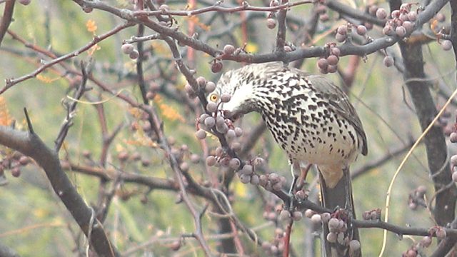 Speckled Bird Pecks at Tree Berries