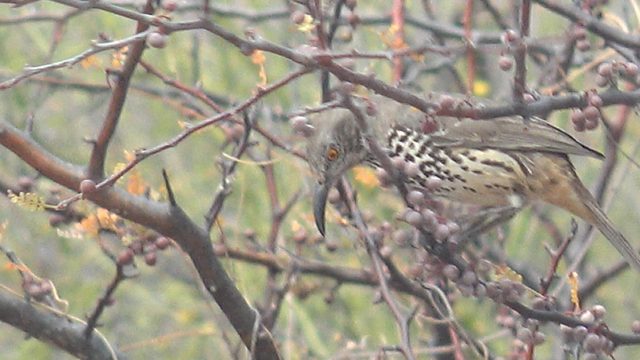 Bird Pecking at Berries on a Thorny Branch