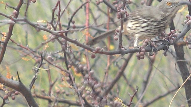 Spotted Thrush Feeding on Tree Berries