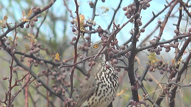 A Spotted Bird Feeding on Tree Berries