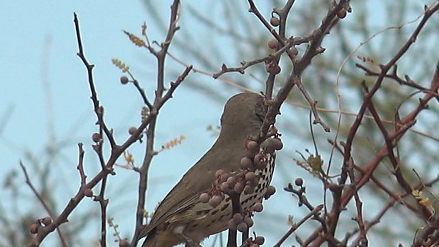 Small Bird Eating Berries on a Branch