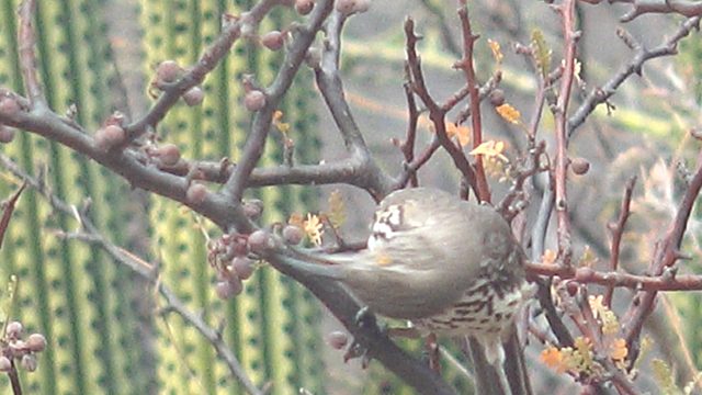 Spotted Bird Preening on a Desert Branch