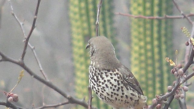 Cactus Wren Perched on Desert Branch with Head Movements
