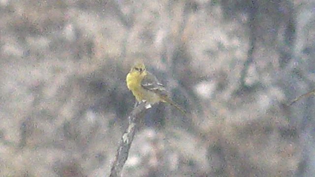 Yellow Bird Perched on a Branch, Head Turning
