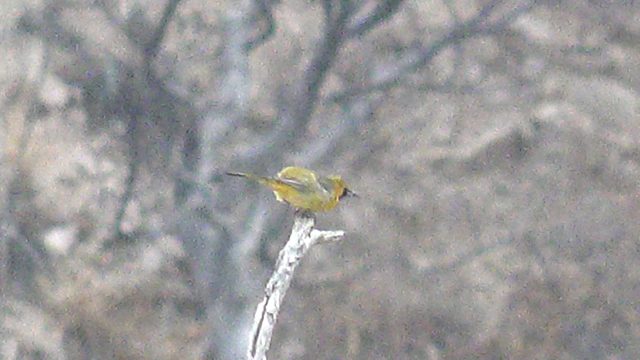 Yellow Bird Perched on a Branch, Turning Head