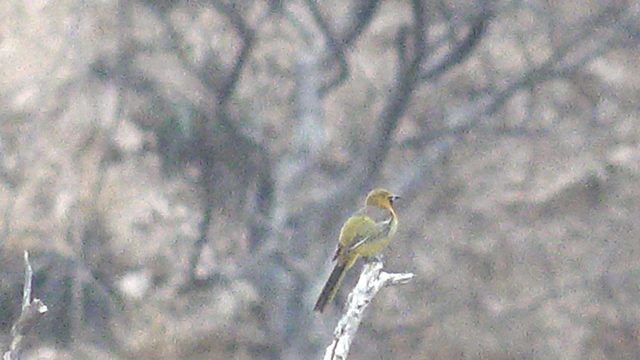 Yellow Bird Perched on a Bare Branch