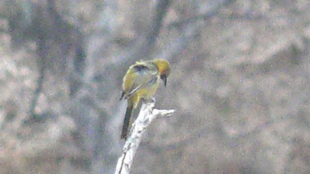 Yellow Bird Perched on a Branch, Head Turning